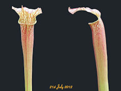 S. leucophylla x rubra - east