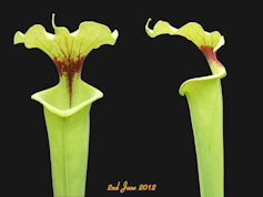 S. x moorei - Botanical Garden