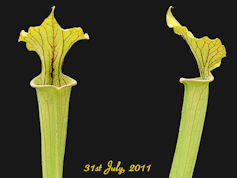 S. flava x unknown - Wavy Lid/