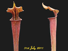 S. flava - Red tube x alata -