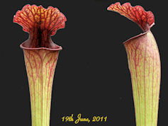 S. x moorei x oreophila