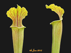 S. flava - Red tube x alata -