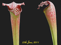 S. x excellens - (S minor var.