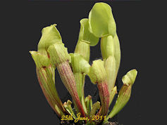 S. 'Vogel' - (Leiden 2011) - M