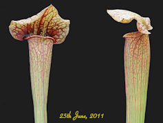 S. 'BLM' - Norman Parker 2004