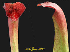 S. x willisii x minor var. oke