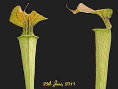 S. flava var. maxima x alata -