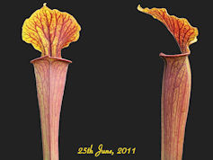 S. alata x flava - All red pla