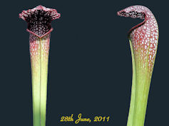 S. x excellens - Giant form