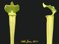 S. 'Acne' - unofficial name -