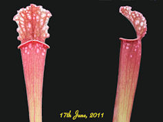 S. leucophylla x unknown