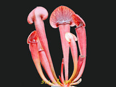 S. flava var. cuprea x purpure