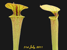 S. flava var. ornata - Slack 1