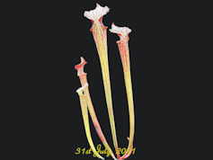 S. leucophylla x unknown - 200