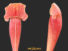 S. x swaniana x michelliana -