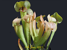 S. flava var. cuprea x purpure