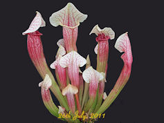 S. 'Eva' - Leiden 2010 - MK H2