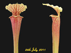 S. leucophylla 'Schnells Ghost