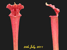 S. leucophylla 'Schnells Ghost