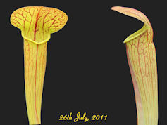 S. x harperi - MK H35