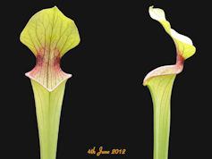 S. 'Lynda Butt' x 'Judith Hind