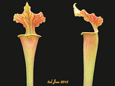 S. x moorei 'Welsh Dragon' - M