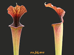 S. 'Bordeaux Red Wine' - CA Sx