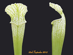 S. leucophylla 'Schnell's Ghos