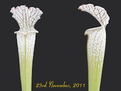 S. leucophylla - Bens Bog, Bal