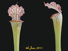 S. leucophylla - Pubescent Pin