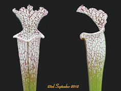 S. leucophylla 'Helmut's Delig