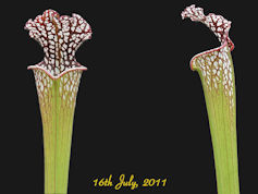 S. leucophylla - Dark Red Pitc