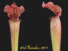 S. leucophylla - Dark Red - Da