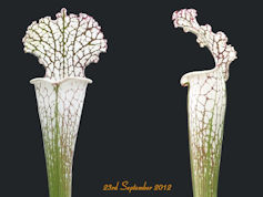 S. leucophylla - Pink tube - P