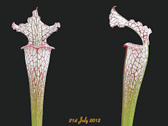 S. leucophylla - Pink veins