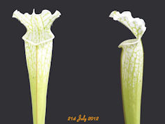 S. leucophylla - Green & white