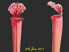 S. leucophylla 'Hot pink Selec