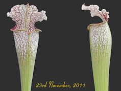 S. leucophylla 'Buntings origi