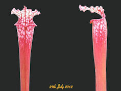 S. leucophylla 'Hot pink Selec