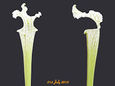 S. leucophylla - Tall green & 