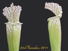 S. leucophylla - Paradise Bay,