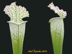 S. leucophylla - Gas Station S