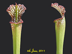 S. leucophylla - Ctenium Field