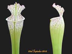 S. leucophylla - Avalon Beache