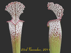 S. leucophylla - Purple & whit