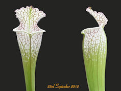 S. leucophylla - Red & white -