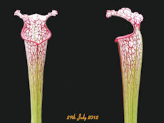 S. leucophylla - Possible intr