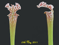 S. leucophylla - Large - Dean 