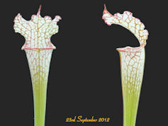 S. leucophylla - Pubescent for