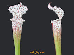 S. leucophylla - Baker Bog, Fl